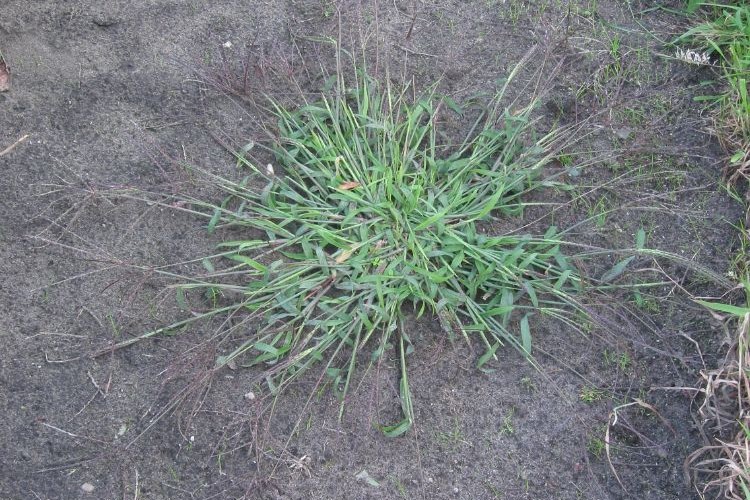 comment se débarrasser des épillets dans le jardin