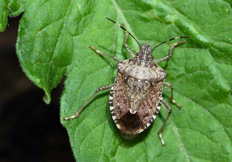 comment se débarrasser des punaises de jardin