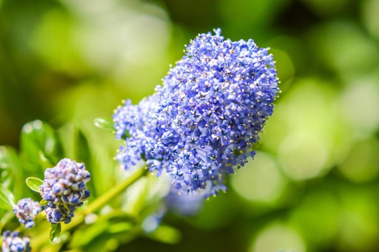 comment stimuler la floraison Cénaothe