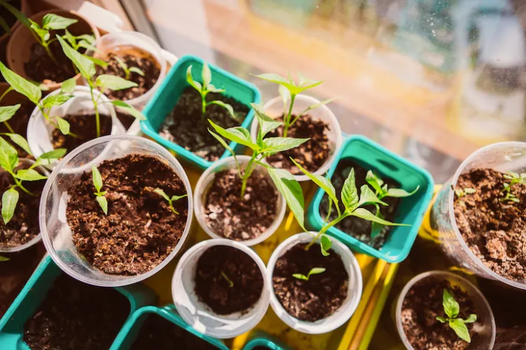 conservation comment semer des graines de fruits et legumes du commerce conseils recolte avocat carottes mangue jardin maison pot terre