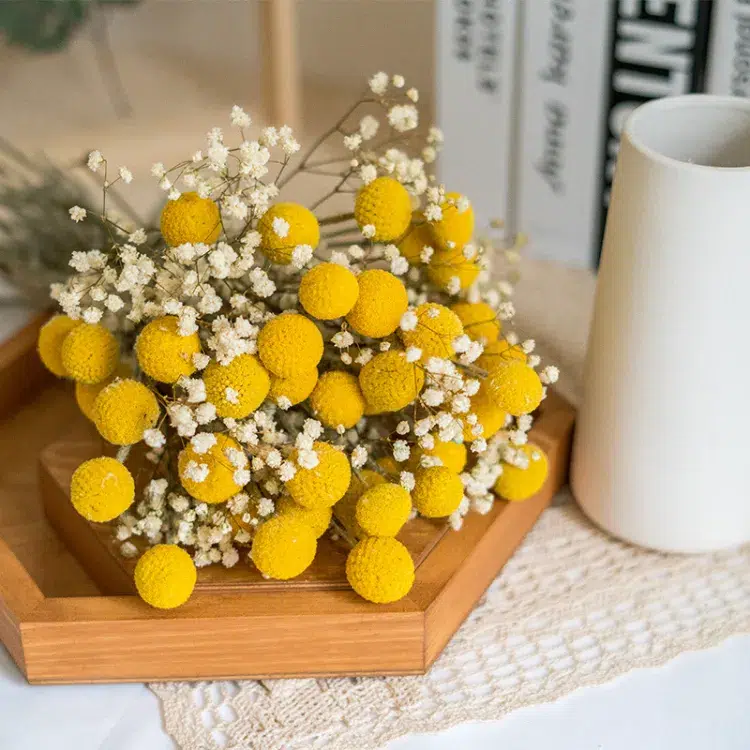 craspedia plantes et fleurs a faire secher idees techniques herbier bouquet livre gel garder couleur micro
