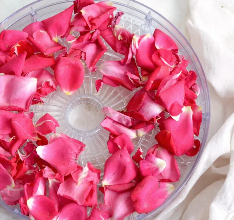 déshydrateur pour le séchage des pétales faire secher des petales de roses fraiches livre micro ondes air libre conseils beaute eternelle methodes conseils