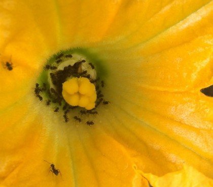 fourmis dans les fleurs de courgettes sont ils des amis ou des ennemis du jardinier