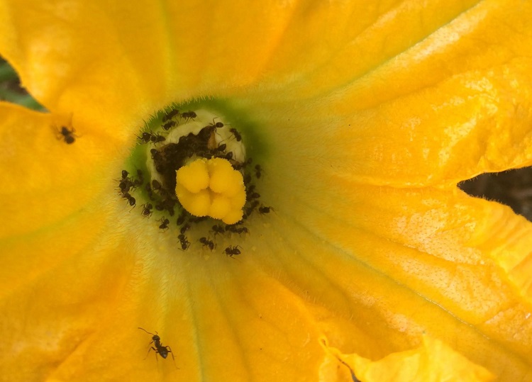 fourmis dans les fleurs de courgettes sont ils des amis ou des ennemis du jardinier