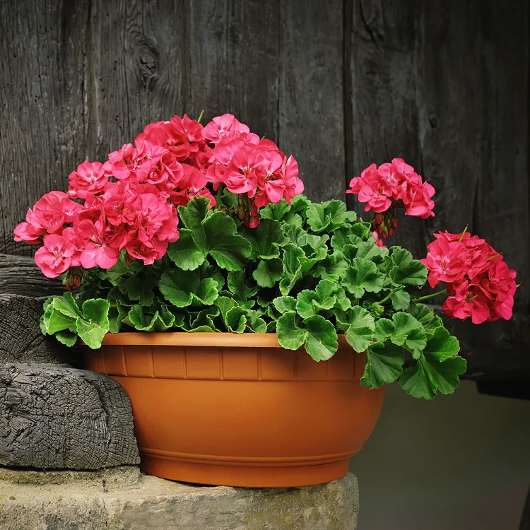 fréquence d'arrosage lorsque le géranium est en pot comment arroser les geraniums conseils lierre terrasse balcon jardiniere pleine terre pendant les vacances été hiver
