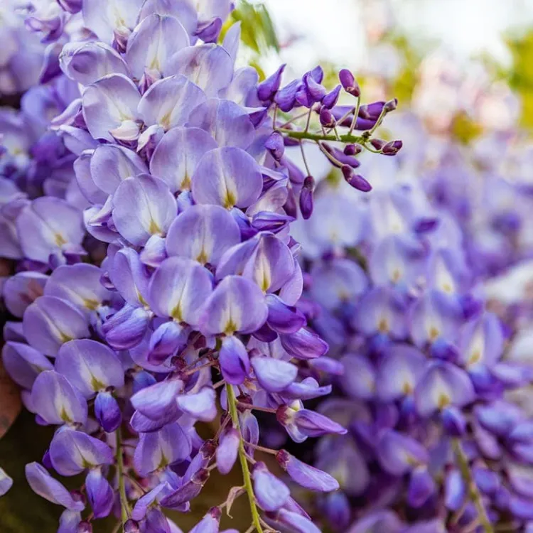 la glycine fleur de bordure violette ombre jardin potager terrasse pot maison vivace grimpante bleu fleurit