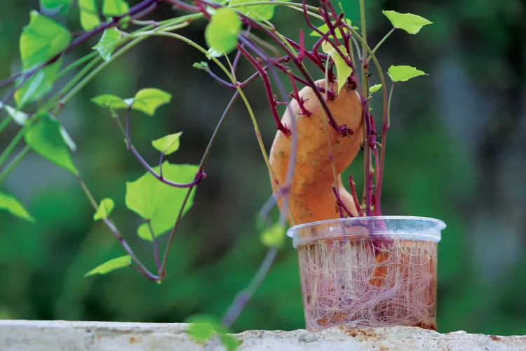 la patate douce semer des graines de fruits et legumes du commerce conseils recolte avocat carottes mangue jardin maison pot terre.