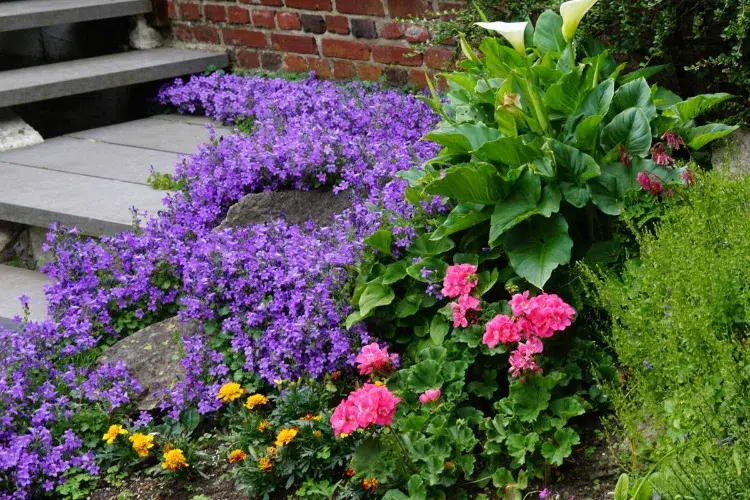 la violette quelle plante le long dun escalier idees vegetaux resistants mur bordure vivaces exterieur jardin grimpants 2023