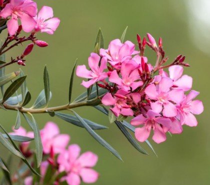 laurier rose déteste facteurs erreurs éviter arrosage gel taille floraison maladie engrais conseils jardin terrasse pot terre