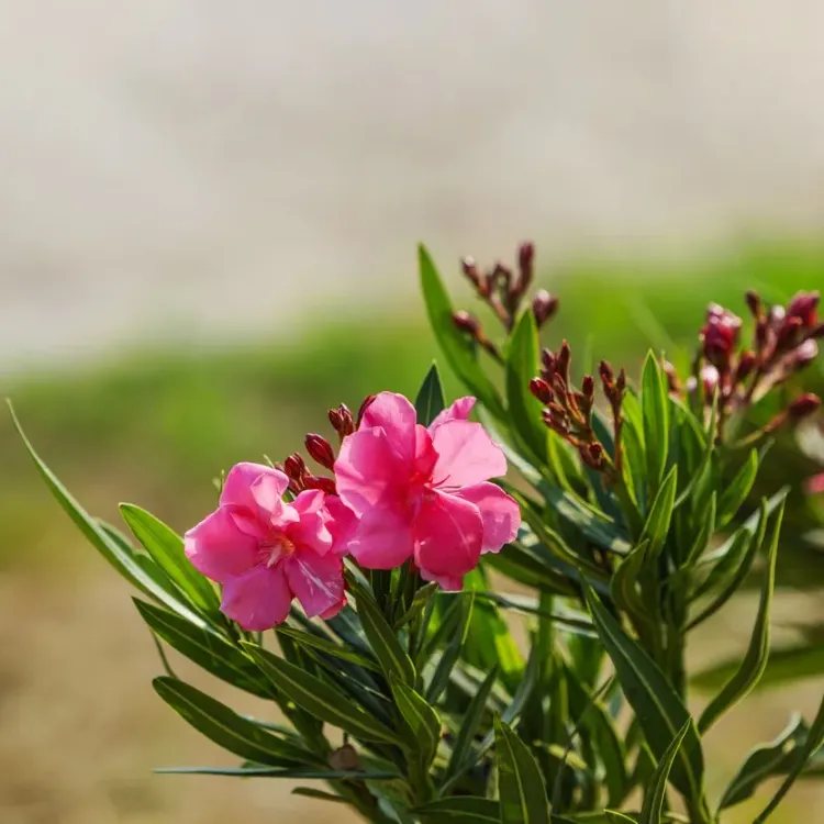 laurier rose déteste l’humidité et l'excès d’eau erreurs éviter arrosage gel taille floraison maladie engrais conseils jardin terrasse pot terre