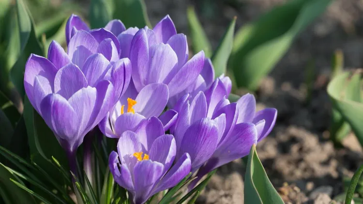 le crocus fleur de bordure violette ombre jardin potager terrasse pot maison vivace grimpante bleu