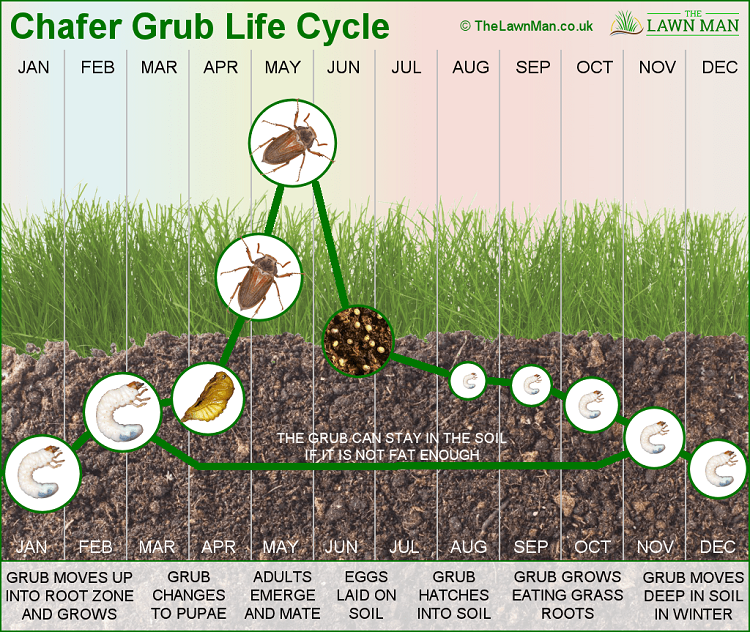le cycle de vie du hanneton nuisible au jardin comment faire fuir astuces bio ecolo