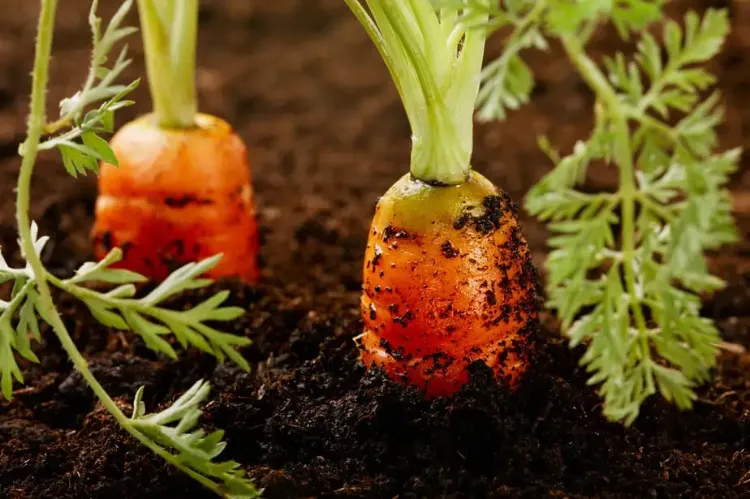 les carottes semer des graines de fruits et legumes du commerce conseils recolte avocat carottes mangue jardin maison pot terre