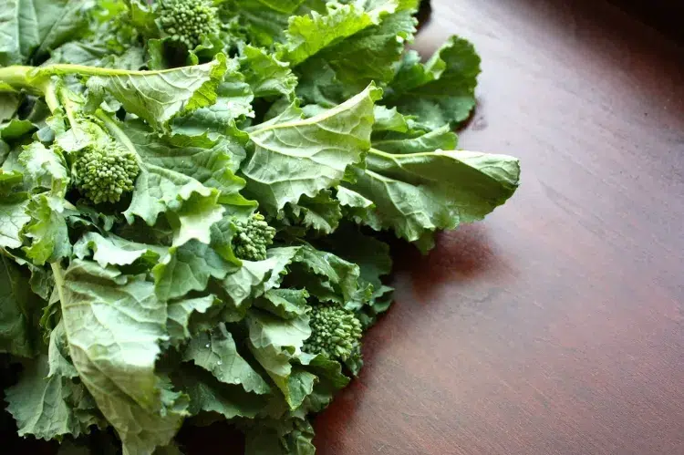 les feuilles de brocoli sont elles comestibles recette culture plante jardin tiges cuisine conseils 2023 jardinier