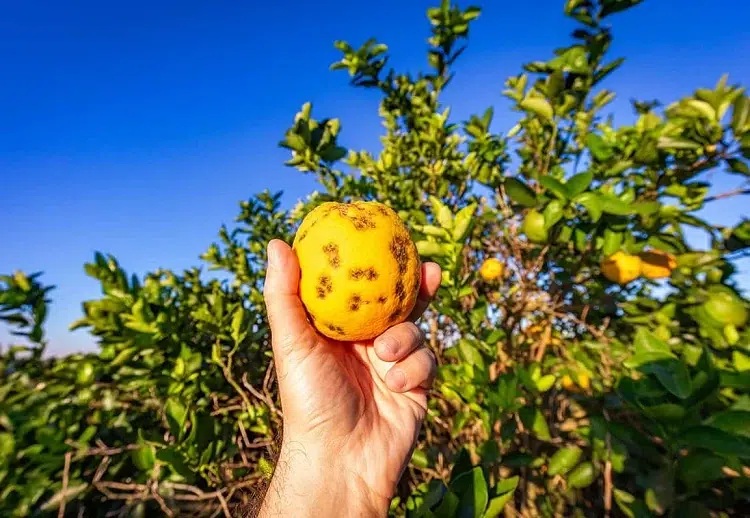 maladies du citronnier
