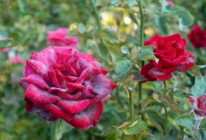 oïdium du rosier