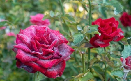oïdium du rosier