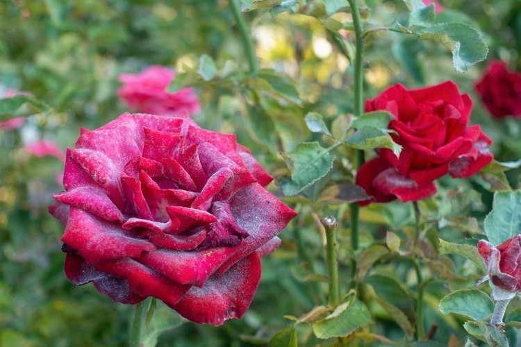oïdium du rosier