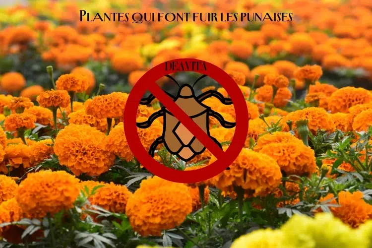 plantes qui font fuir les punaises