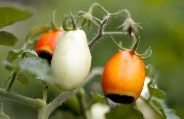 pourquoi les tomates pourrissent au bout