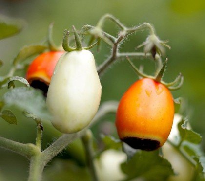 pourquoi les tomates pourrissent au bout