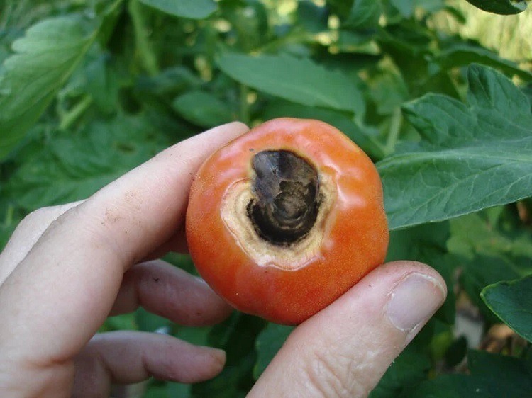 pourquoi les tomates pourrissent au bout