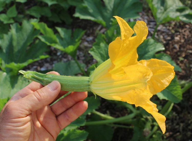 pourquoi mes courgettes ne grossissent pas