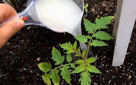 pourquoi mettre du lait au pied des tomates