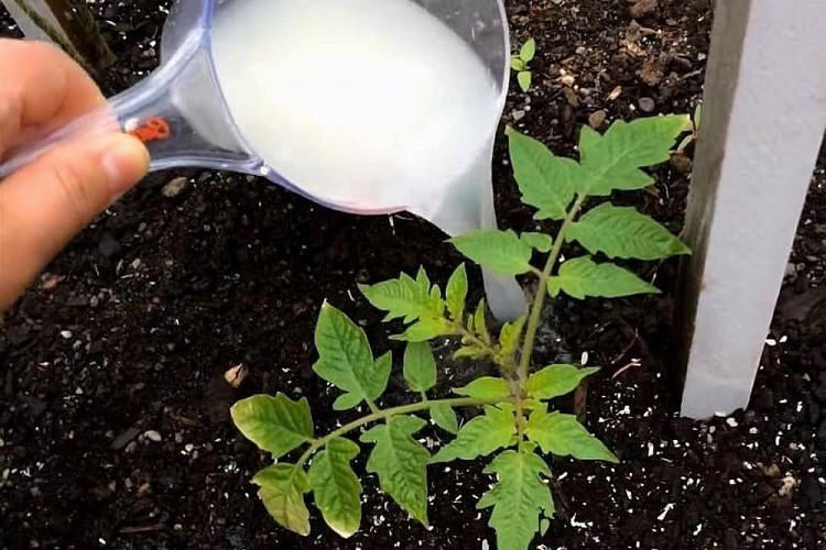 pourquoi mettre du lait au pied des tomates