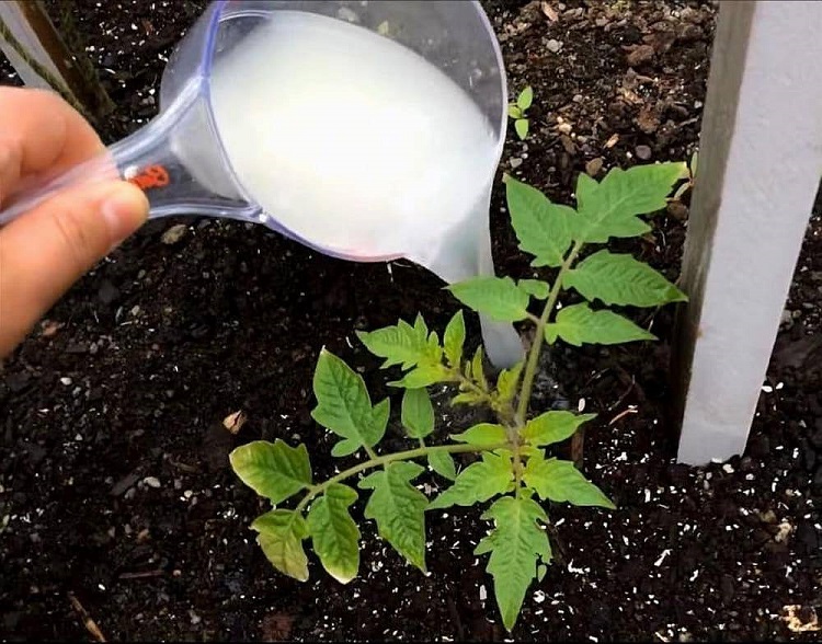 pourquoi mettre du lait au pied des tomates