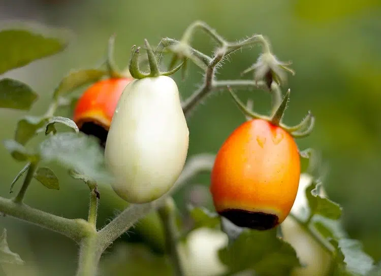 pourriture apicale des tomates