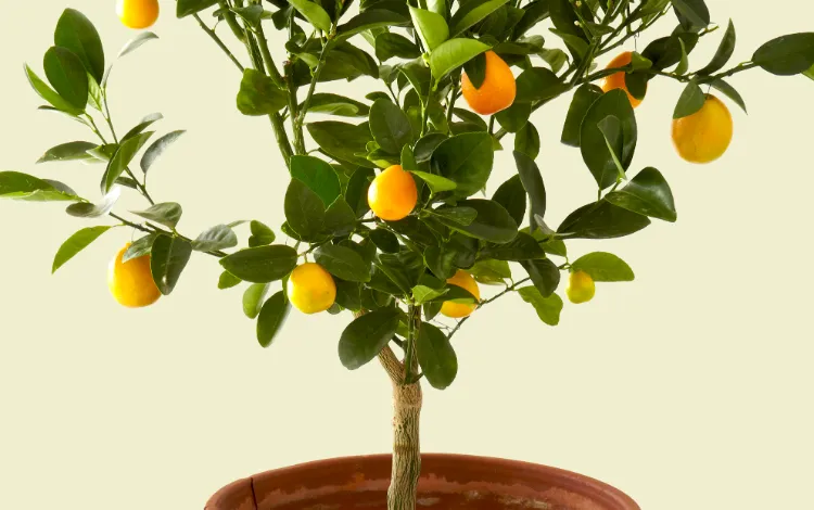 quand et comment tailler le citronnier en poterreurs video tuto hiver printemps maladie astuces automne arrosage jardin