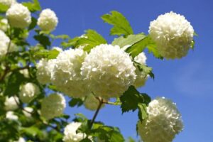 quand tailler l'arbuste boule de neige viorne obier quel moment entretien jardin vieux comment planter conseils methodes 2023 jardinage