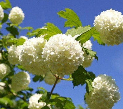 quand tailler l'arbuste boule de neige viorne obier quel moment entretien jardin vieux comment planter conseils methodes 2023 jardinage