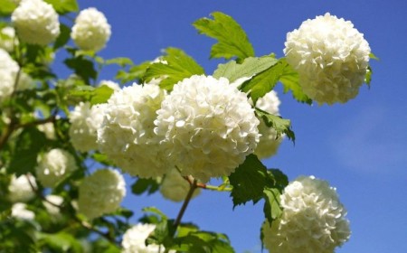 quand tailler l'arbuste boule de neige viorne obier quel moment entretien jardin vieux comment planter conseils methodes 2023 jardinage