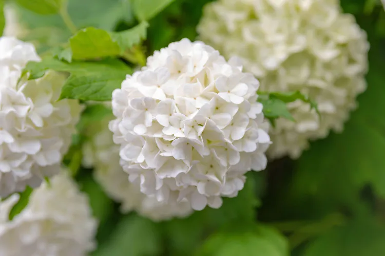 quand tailler l'arbuste boule de neige viorne obier quel moment entretien jardin vieux comment planter conseils methodes 2023