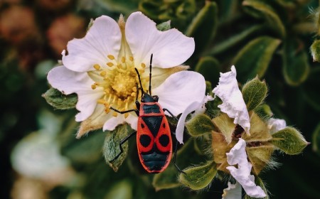 que mangent les gendarmes de jardin et pourquoi sont ils si nombreux