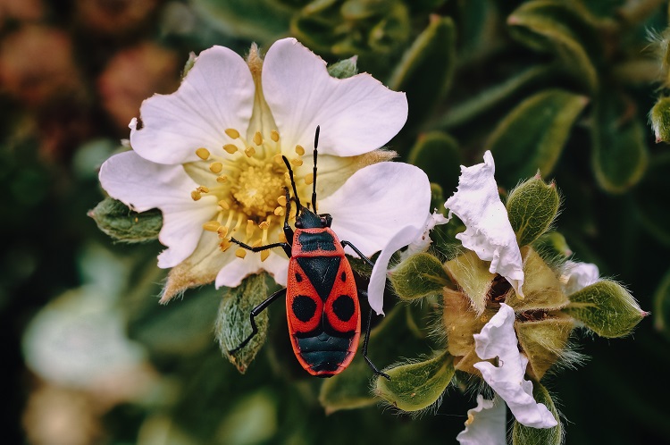 que mangent les gendarmes de jardin et pourquoi sont ils si nombreux