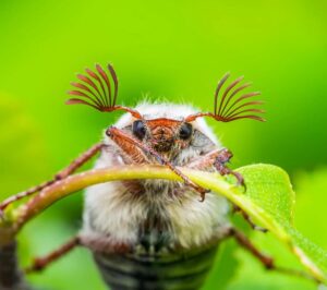 que mangent les hannetons sont ils une menace pour votre jardin