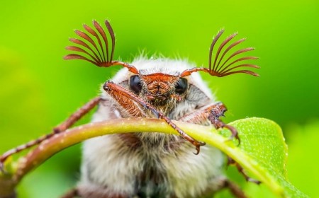 que mangent les hannetons sont ils une menace pour votre jardin