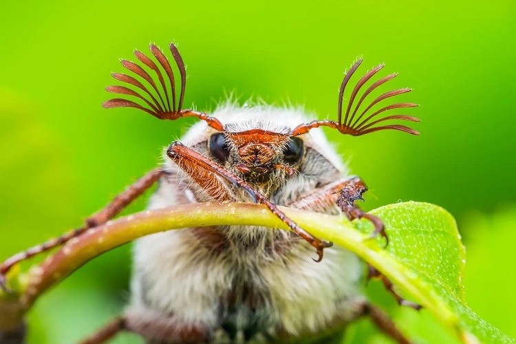 que mangent les hannetons sont ils une menace pour votre jardin