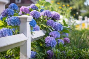 que planter devant une clôture plante arbuste haie grimpante hors sol plantation idees jardin jardinier 2023