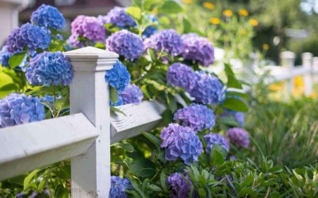 que planter devant une clôture plante arbuste haie grimpante hors sol plantation idees jardin jardinier 2023