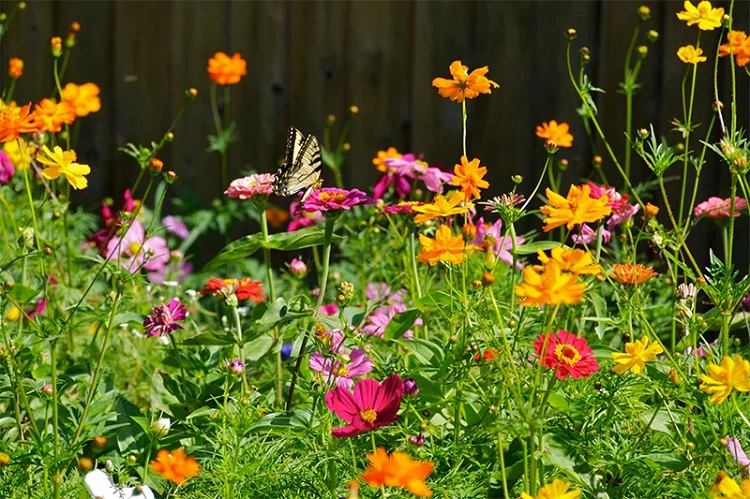 quelles fleurs planter en juillet