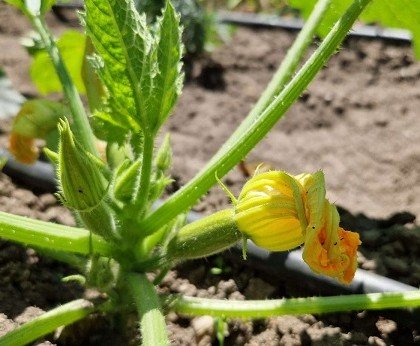 quels légumes ne pas mettre à côté des courgettes pour avoir une production abondante