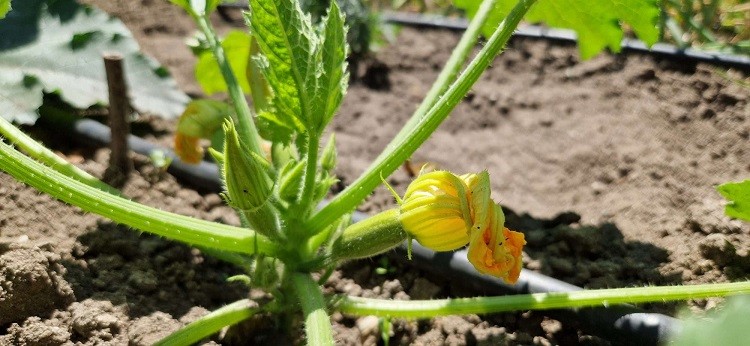 quels légumes ne pas mettre à côté des courgettes pour avoir une production abondante