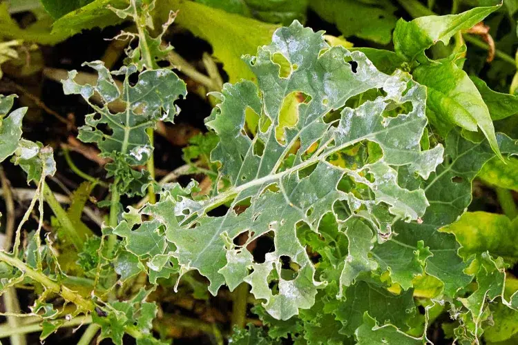 qu'est ce qui mange les feuilles de brocoli les feuilles de brocoli sont elles comestibles recette culture plante jardin tiges cuisine conseils