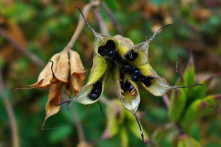 récupérer les graines dancolie conseils erreurs eviter semis recolter fleur jardin terrasse balcon plante