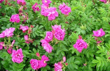 rosa rugosa exception quelle variété de roses pour une haie parfumée