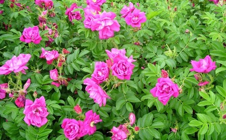 rosa rugosa exception quelle variété de roses pour une haie parfumée